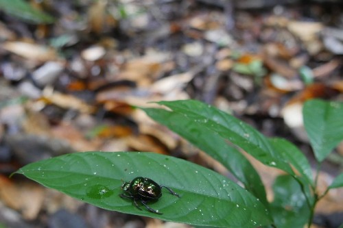 Roller dung beetle Canthon fulgidus - credit Filipe França